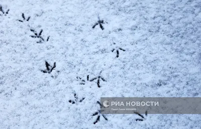 Следы животных на снегу - 57 фото