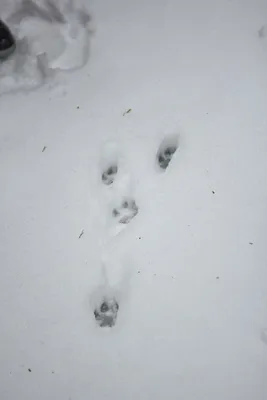 собака прошла мимо следов на снегу, следы животных на снегу, Hd фотография  фото, облако фон картинки и Фото для бесплатной загрузки