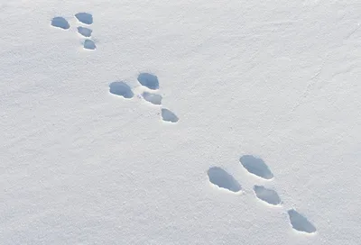 Следы зайца на снегу картинки фотографии