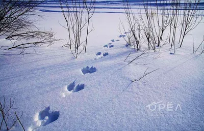 Охота на зайца. Часть 4. Охота по пороше.