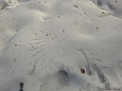 Картинки следы зайца на снегу нарисованные (67 фото) » Картинки и статусы  про окружающий мир вокруг