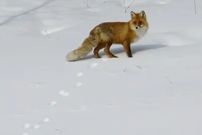 Следы животных на снегу, фото с названиями / Сибирский охотник