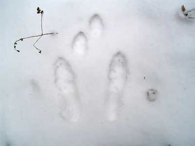 следы зайца и лисы, преследующие его на белом снегу в лесу. следы животных  в снегу. Волчий лис кошачий лап Стоковое Изображение - изображение  насчитывающей кот, кролик: 237761303