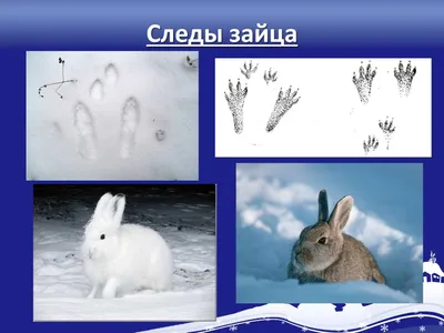 Рисунок следы на снегу зайца - 51 фото