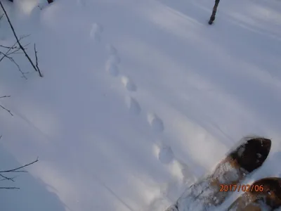 Зимний след / Сибирский охотник