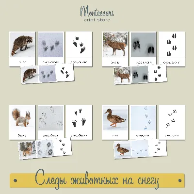 Следы животных на снегу - карточки Монтессори купить и скачать