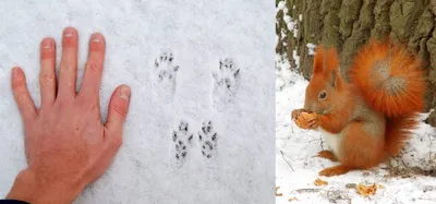 В Нижне-Свирском заповеднике рассказали, как определить следы зайца на снегу  | Online47.ru