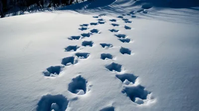 Следы животных и птиц на снегу – схемы с названиями | Вдохновение  (Огород.ru)