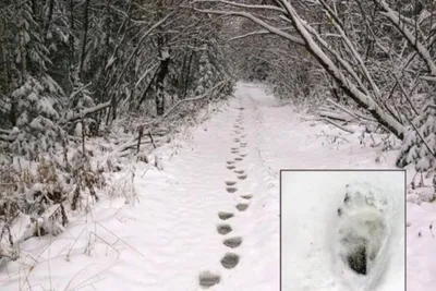 Волк,в лесу,снег,волк сидит на …» — создано в Шедевруме
