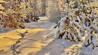 Следы животных в снегу стоковое фото. изображение насчитывающей после -  165358306