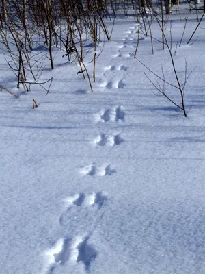 человек идет по заснеженной дорожке и видит следы на снегу, следы животных  на снегу, мышиные следы, Hd фотография фото фон картинки и Фото для  бесплатной загрузки