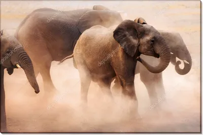 Статья про слоников | Животные | WB Guru
