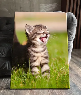 Картина без обрамления Postermarket \"Смешной кот\" 30x30 см по цене 564  ₽/шт. купить в Ульяновске в интернет-магазине Леруа Мерлен