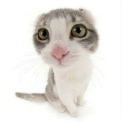 Картина на холсте (милый котенок улыбается, котята милые, кошки, котики  смешные животные) 20x30 интерьерная/в комнату/на стену/в спальню - купить  по низкой цене в интернет-магазине OZON (619127335)