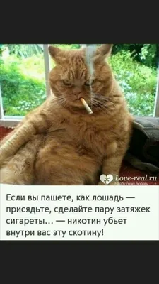 Pin by Сергей Е on Юмор картинки | Funny cats and dogs, Funny animal  pictures, Funny animals
