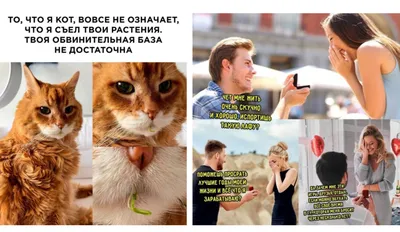 Смешные мемы с котами 5 часть. | ЮМОРИСТИЧЕСКИЕ МЕМЫ | Яндекс Дзен | Смешные  мемы, Смешные котята, Мемы