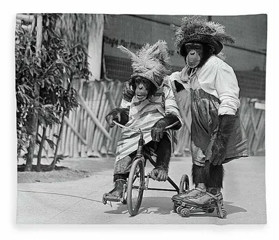 черно-белое фото :: Кликабельно :: 1921-й год :: авария / смешные картинки  и другие приколы: комиксы, гиф анимация, видео, лучший интеллектуальный  юмор.