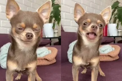 чихуахуа мем: 2 тыс изображений найдено в Яндекс.Картинках | Funny  chihuahua pictures, Funny dog pictures, Funny animal pictures