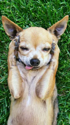 Фотография Чихуахуа собака Смешные Лапы Животные 1080x1920