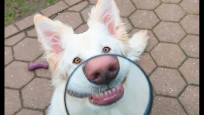 Смешные картинки про собак с надписью (79 фото)