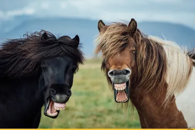 Смешные картинки коней