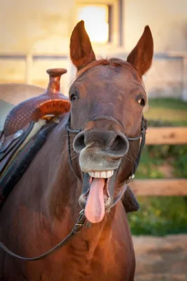 Смешной конь - красивые фото