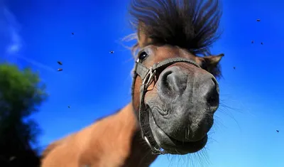 Конь в пальто, смешная картинка, …» — создано в Шедевруме