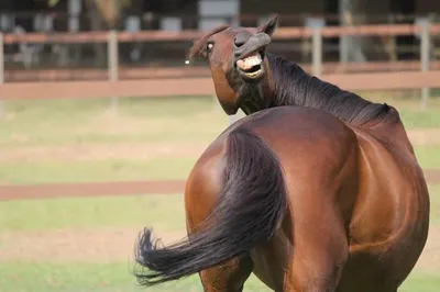 Обои лошадь, лошадей, смешные, раздел Животные, размер 1600x1200 - скачать  бесплатно картинку на рабочий стол и телефон