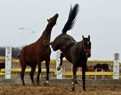 два молодых арабских коня смешные лица. Стоковое Изображение - изображение  насчитывающей загородка, лошади: 238154277
