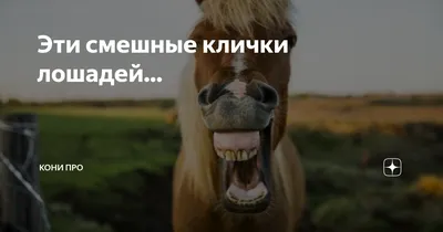 конь смешной - Создать мем - Meme-arsenal.com
