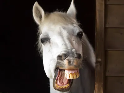 смешной конь стоковое фото. изображение насчитывающей лошадь - 156043450