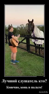 Конь смешной (42 лучших фото)