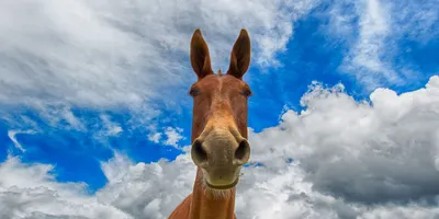 Смешные лошади - 73 фото