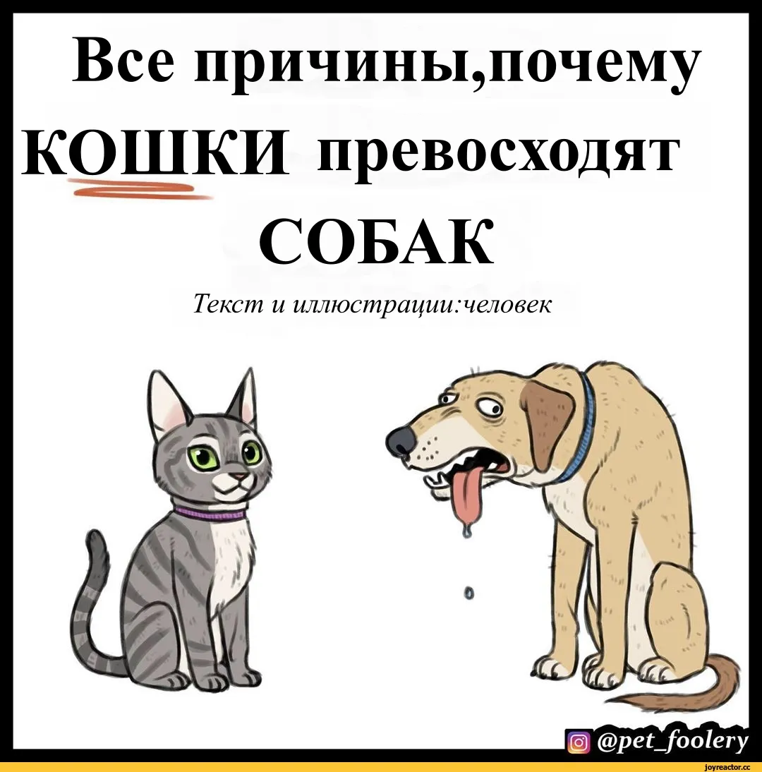 Мем кошка собака. Коты лучше. Комиксы про собак и кошек. Кто лучше коты или собаки. Собаки лучше котов.