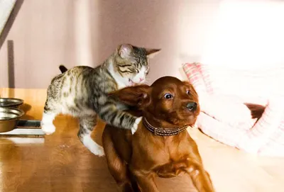Топ-5 видео о сложных, но смешных взаимоотношениях кошек и собак