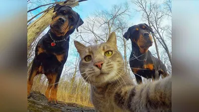 Смешные кошки и собаки 2019 Новые приколы с котами, смешные коты приколы  2019 funny cats animals #85 - YouTube