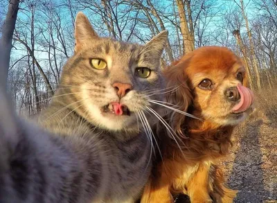 Самые смешные животные кошки и собаки - 68 фото