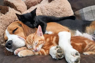 Смешные фото дружбы кошек и собак | Кошки и собаки | Дзен