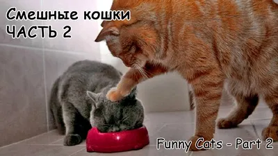 Смешные кошки #2 - подборка 2013 — Видео | ВКонтакте