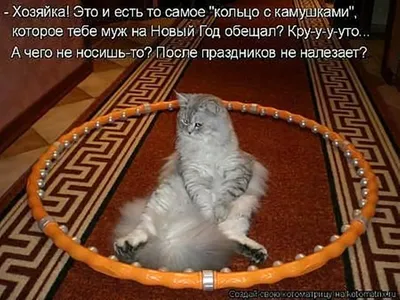 Смешные котики с надписями: фото - pictx.ru