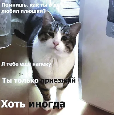 Прикольные картинки котов и кошек с надписями (65 фото)
