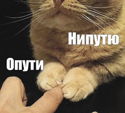 Топ-20 смешных мемов про кошек №6 | Котопедия. Мемы и видео о котах! | Дзен