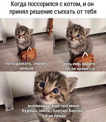 Приколы и мемы. Не зли кота | Мемозг #56 - YouTube