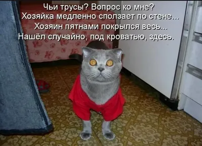 История паблика «Мемы про котов (по ржать)», откуда появился мем «Вы  продаете рыбов?» - Афиша Daily