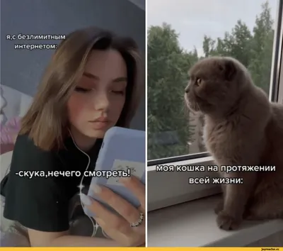 Как я полюбила кота-обманщика и к чему это привело - BBC News Русская служба