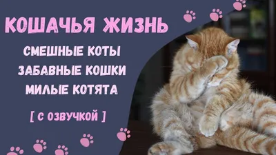 Смешные коты - виды Хоба в природе - YouLoveIt.ru