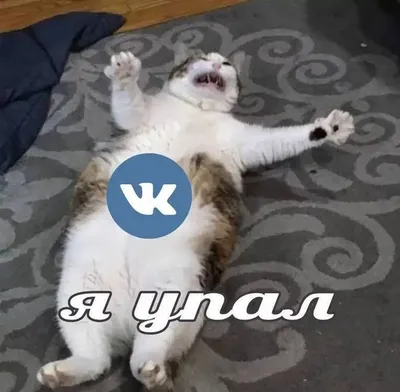 Кивающий кот Бендер стал главным мемом 2021 года по мнению пользователей « ВКонтакте»