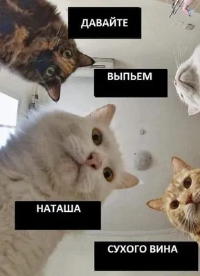 Смешные картинки про котов с надписью (76 фото)