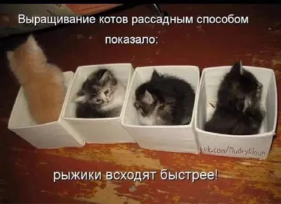 Мем про котов хотят зарегистрировать как товарный знак. Что вообще говорит  закон о мемах | Социальный гуманитарий | Дзен