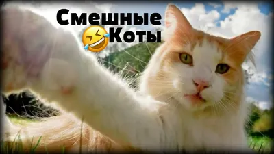 ДарДарим Прикольная кружка мем кот Xdd